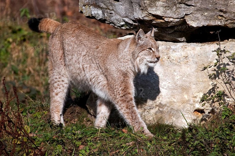 Lynx, captive, Bad Mergentheim Wildlife Park, Baden-Württemberg, Germany, Europe