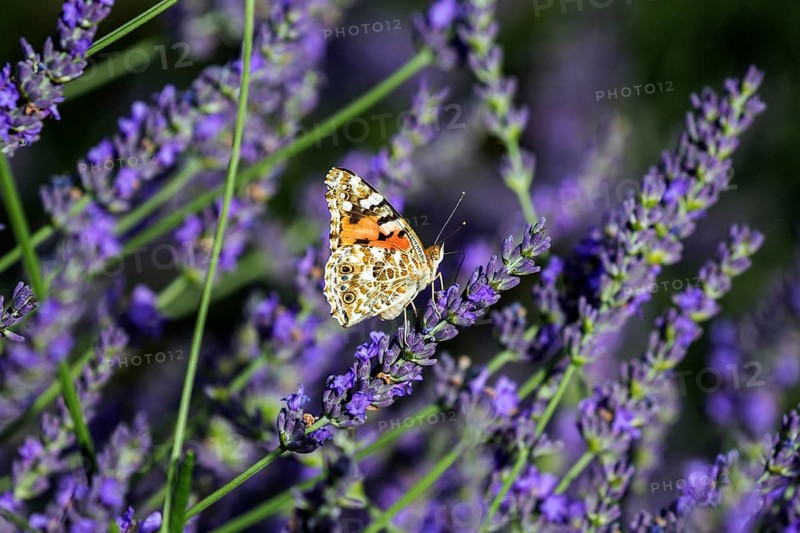 Painted lady (Vanessa cardui) on lavender flower, Provence, France, Europe