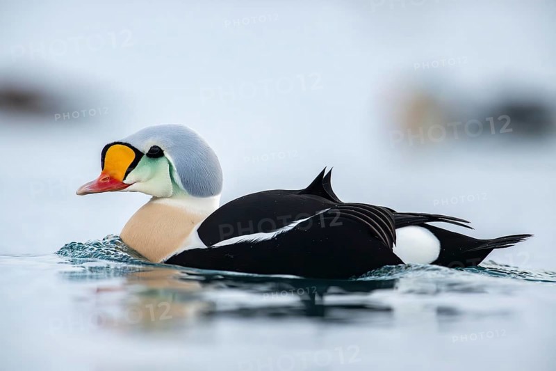 King eider (Somateria spectabilis), also known as King Eider, portrait male, Batsfjord, Båtsfjord, Varanger Peninsula, Finnmark, Northern Norway, Norway, Europe