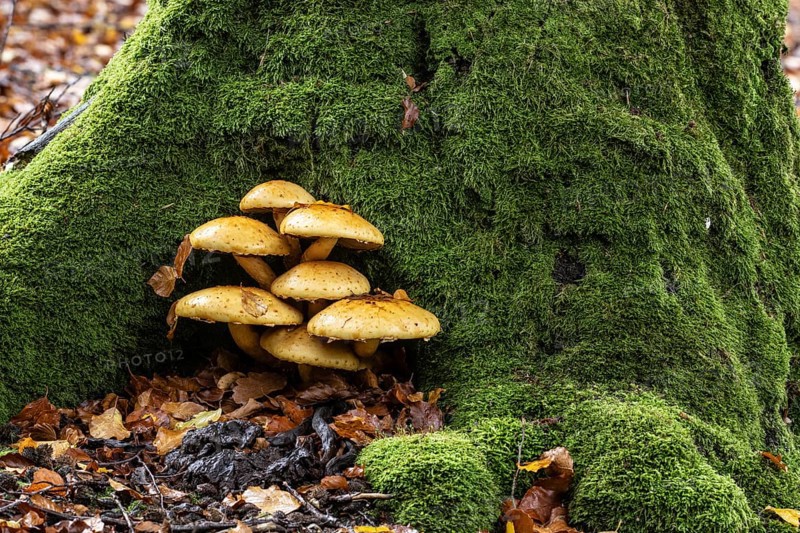 Golden scalycap (Pholiota aurivella) in the Hutewald Halloh, Hesse, Germany, Europe