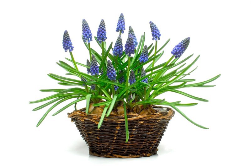 Grape Hyacinth (Muscari)