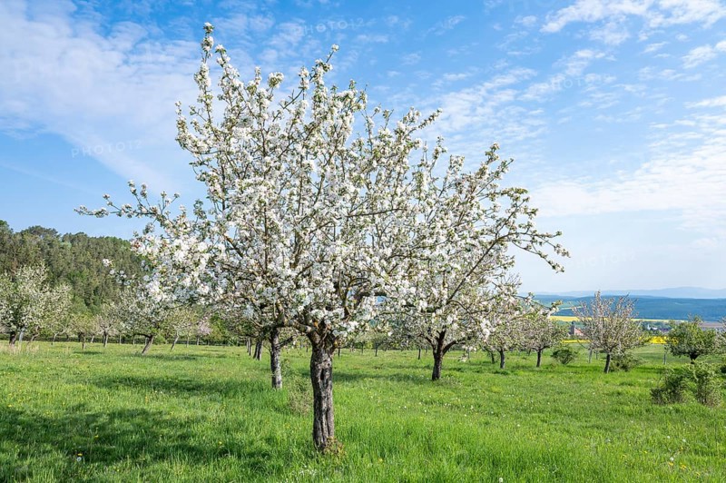 Orchard meadow, apple trees (Malus domestica), cultivated apple, flowering, UNESCO Biosphere Reserve Rhön, Thuringia, Germany, Europe
