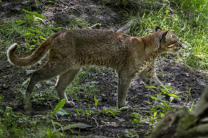 Asian golden cat, Temminck's cat, Asiatic golden cat (Catopuma temminckii) foraging in forest, native to India, Southeast Asia and China