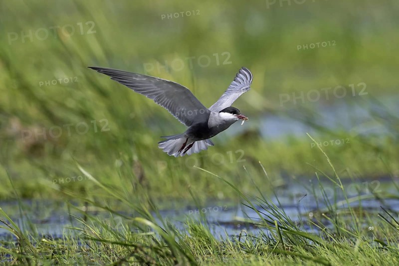 Whiskered tern (Chlidonias hybridus) (Chlidonias hybrida) catching damselfly in marshland, migratory bird breeding on inland lakes, marshes in Europe