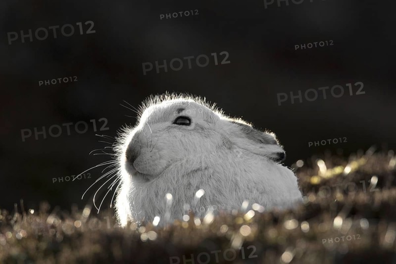 Close up of mountain hare (Lepus timidus), Alpine hare, snow hare in white winter pelage resting in moorland, heathland in spring
