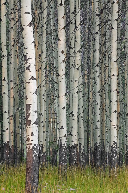 Quaking aspen, trembling aspen (Populus tremuloides), detail of tree trunks in forest, native to North America and Canada