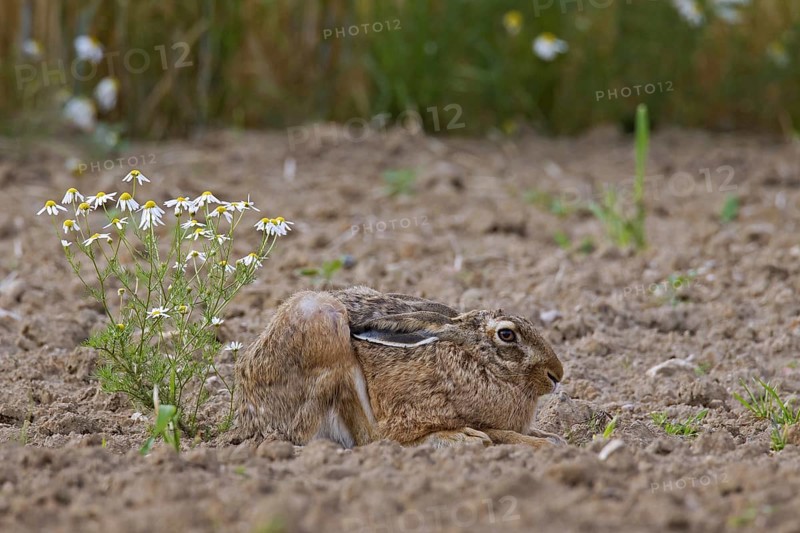 European Brown Hare (Lepus europaeus) lying hidden and camouflaged in ploughed field with ears flat