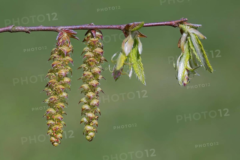 European hornbeam (Carpinus betulus), common hornbeam twig with freshly emerged leaves and male catkins in spring