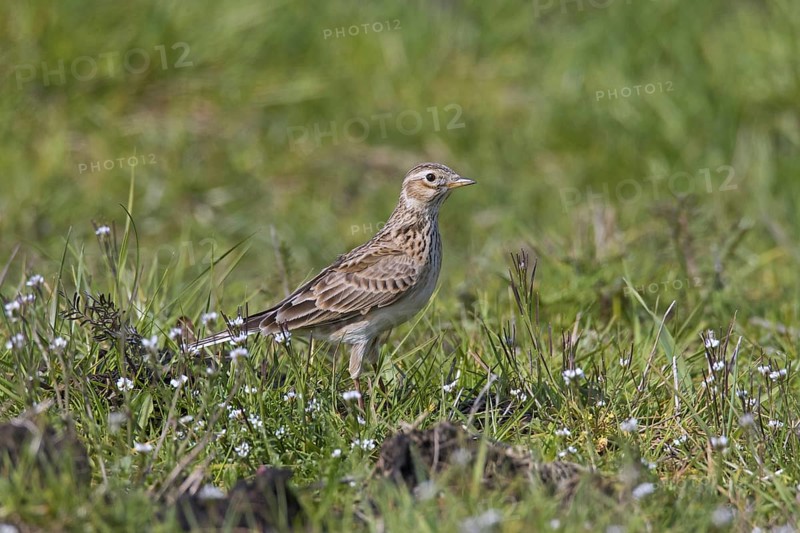 Eurasian skylark (Alauda arvensis) foraging in field, meadow in spring