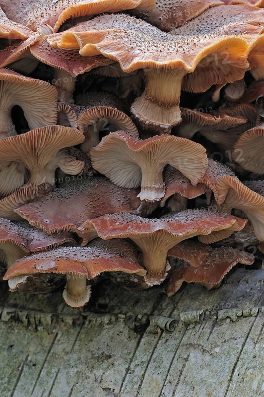 Dark honey fungus (Armillaria solidipes) (Armillaria ostoyae) growing in cluster on tree trunk in autumn forest