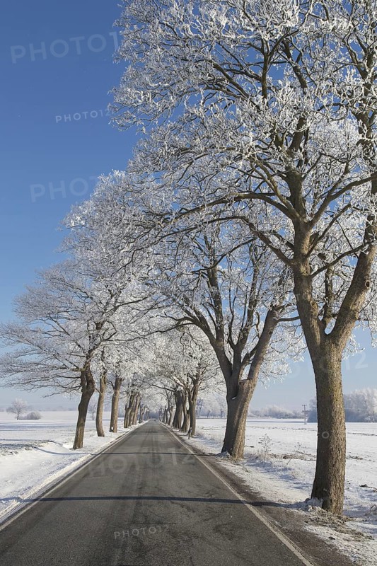 Small-leaved lime, little-leaf linden (Tilia cordata) trees bordering country road on snow covered countryside in winter, Schleswig-Holstein, Germany, Europe