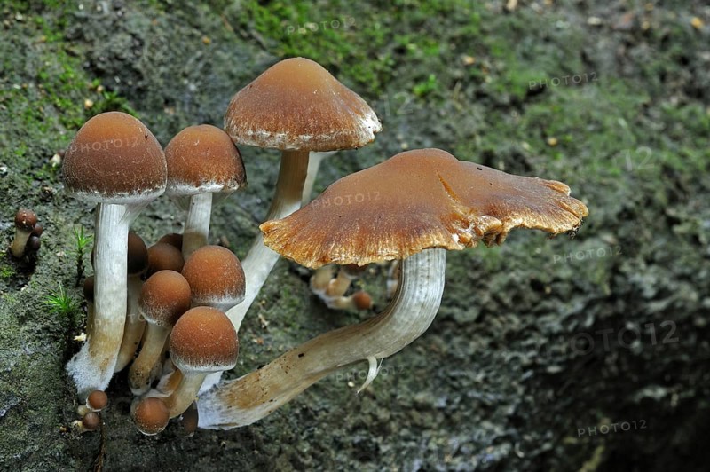 Common stump brittlestem (Psathyrella piluliformis), Tufted brittlestem (Agaricus piluliformis)