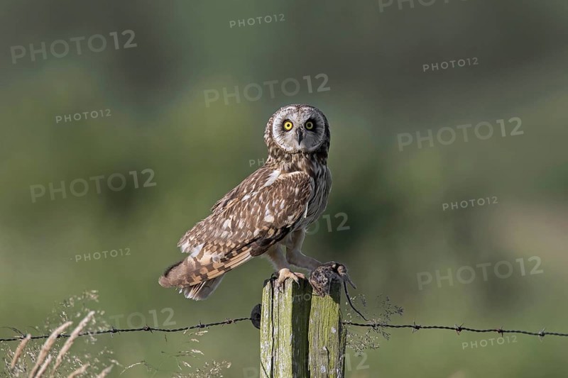 Short-eared owl (Asio flammeus) (Asio accipitrinus) perched on fence post along field with caught mouse prey in its talons