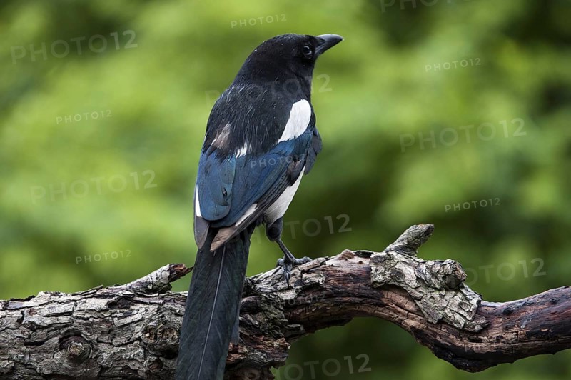 Eurasian Magpie, European Magpie (Pica pica), Common Magpie perched on branch showing back