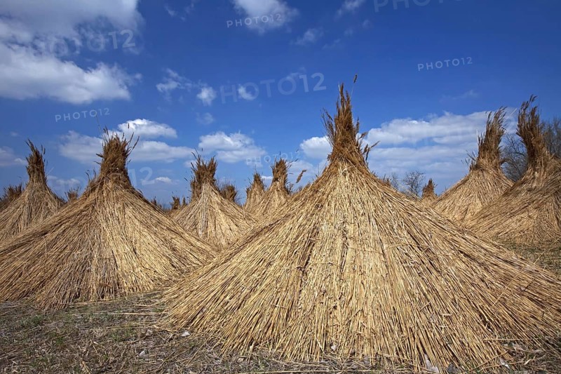 Common Reed (Phragmites communis) harvested bundles drying at Neusiedler Lake, Austria, Europe