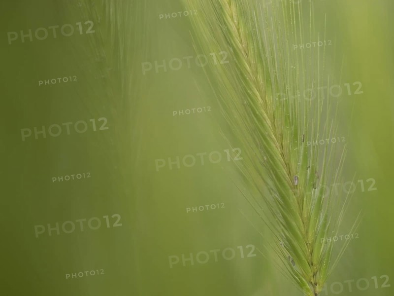 Photographic art, depiction by blurred blur of the ear of barley (Hordeum vulgare), Extremadura, Spain, Europe