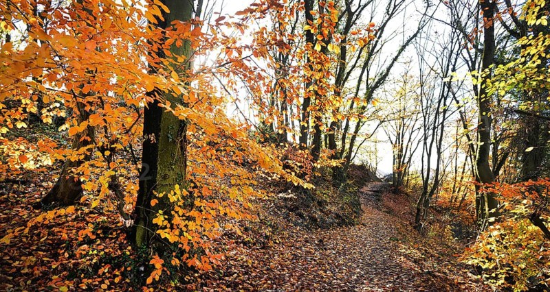 Autumn atmosphere, forest, Iserlohn, Germany, Europe