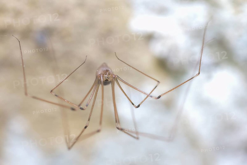 Long-legged cellar spider (Pholcus phalangioides), sitting in the cellar of a residential building, Germany, Europe