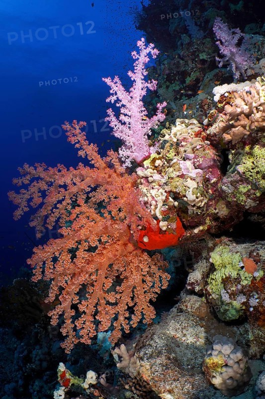 Hemprich's tree coral (Dendronephthya hemprichi), various colours, St. Johns reef dive site, Red Sea, Egypt, Africa