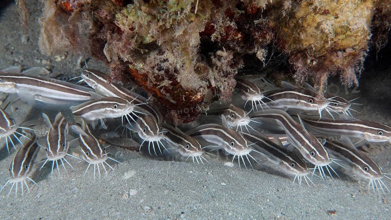 Group, school of striped eel catfish (Plotosus lineatus), juvenile. Dive site House Reef, Mangrove Bay, El Quesir, Red Sea, Egypt, Africa