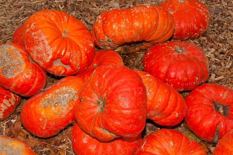 Pumpkins (Cucurbita) (Cucurbitaceae) are a genus of plants in the gourds . Five species are cultivated: Cucurbita argyrosperma, siam pumpkin (Cucurbita ficifolia), squash (Cucurbita maxima), musk squash (Cucurbita moschata) and garden pumpkin (Cucurbita pepo)