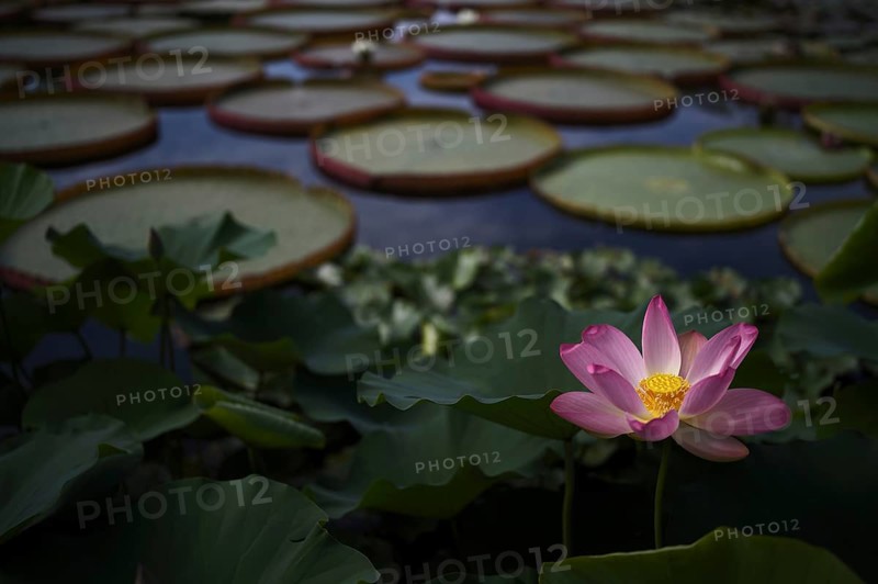 Pink lotus (Nelumbo nucifera), giant waterlilies (Nymphaea gigantea), in pond, Baden-Württemberg, Germany, Europe