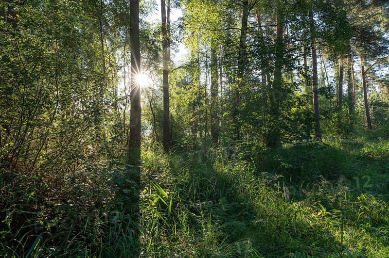 Mixed forest, Sonnenstern, Barnbruch Forest nature reserve, Lower Saxony, Germany, Europe