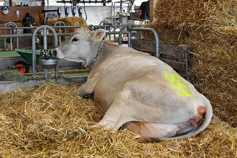 Brown Swiss dairy cow without horns