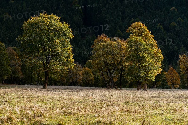 Engtal valley, large maple in the morning dew, sycamore maple (Acer pseudoplatanus) in glorious autumn colours, group of trees against the light