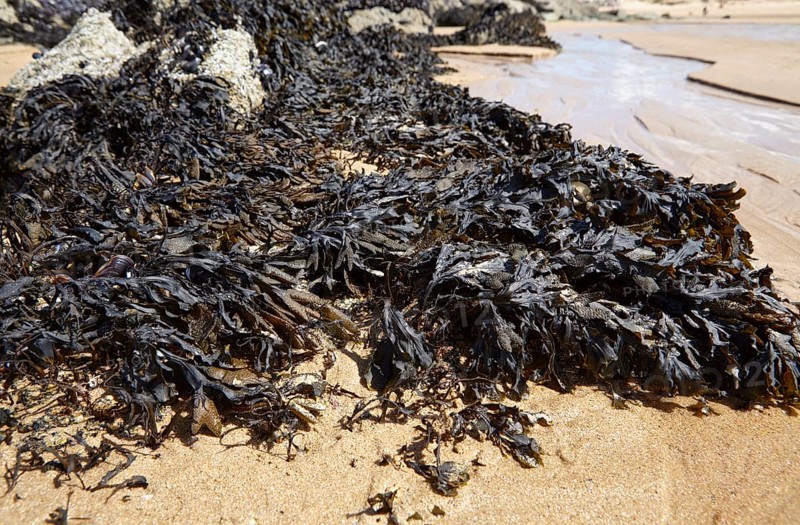 Bladder wrack (Fucus vesiculosus) on the beach of Plévenon, Côtes-d'Armor, Brittany, France, Europe