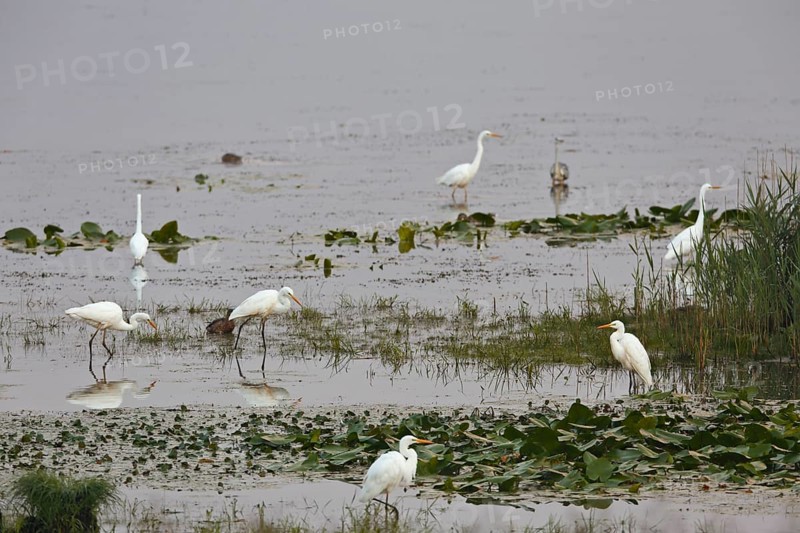 Great egret (Egretta alba) (Syn.: Casmerodius albus), resting troop foraging in shallow water, Lausitz, Brandenburg, Germany, Europe