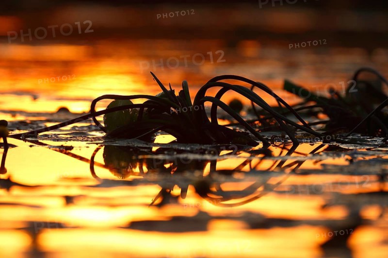 Roots of water lilies backlit at sunrise, Flusslandschaft Peenetal nature park Park, Mecklenburg-Western Pomerania, Germany, Europe