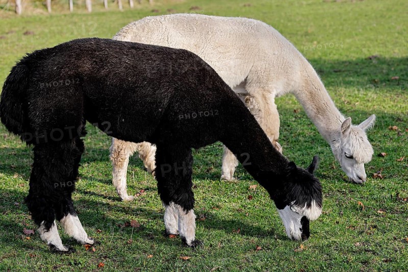 Grazing alpacas (Vicugna pacos), Germany, Europe