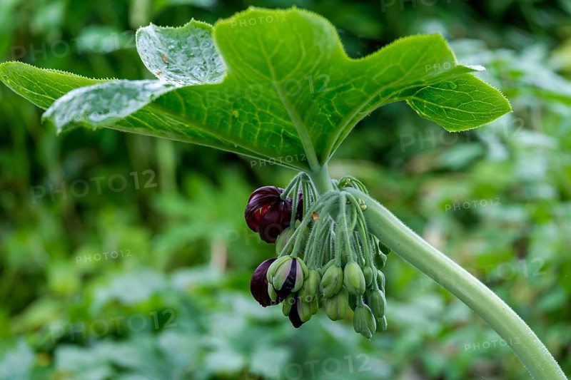 Dysosma mayapple (Podophyllum), Chinese May apple, Netherlands