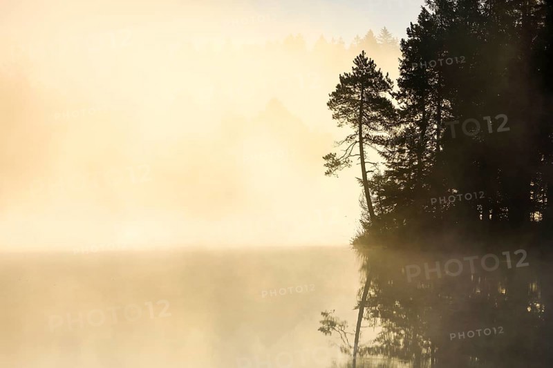 Pine and forest silhouette at sunrise backlit with fog over the bog lake Étang de la Gruère in the canton of Jura, Switzerland, Europe