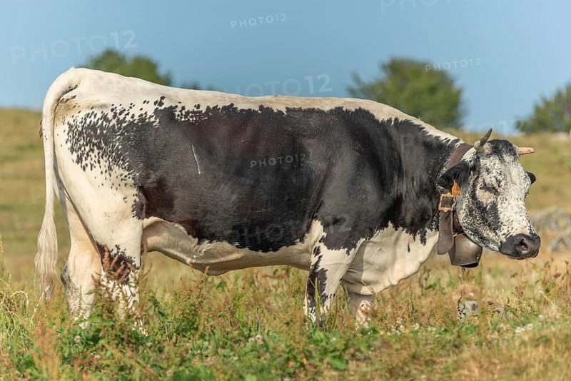 Cows cow with a bell potrait in pasture in mountain. Alsace, Vosges, France, Europe