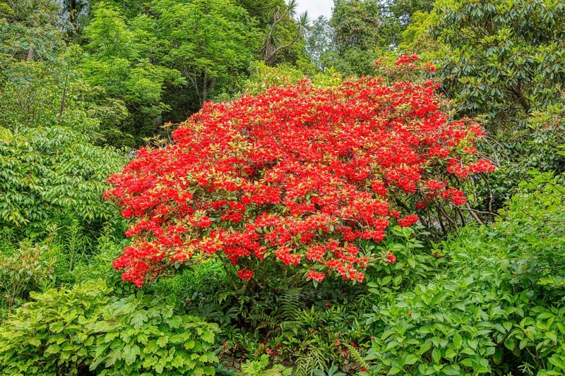 Rhododendron (neriiflorum), Glenfalloch Gardens, Dunedin, Neuseeland