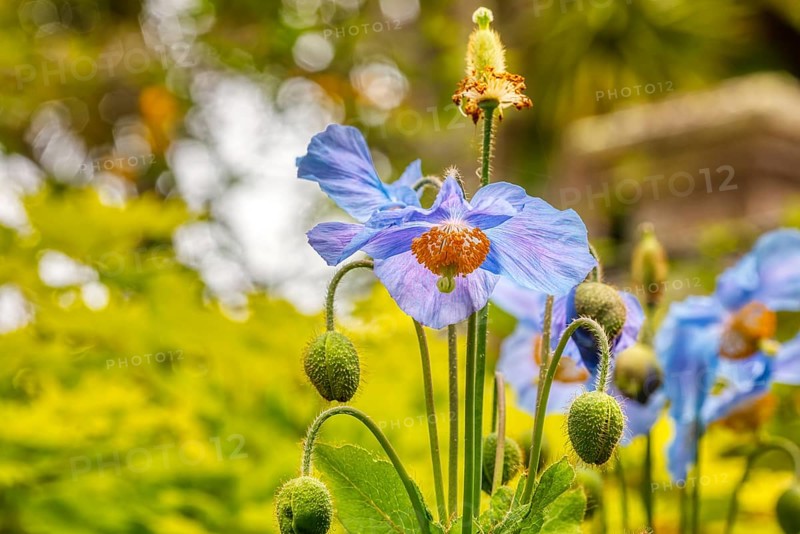 Poppy (Meconopsis), Flowers, Larnach Castle, garden, Dunedin, New Zealand, Oceania