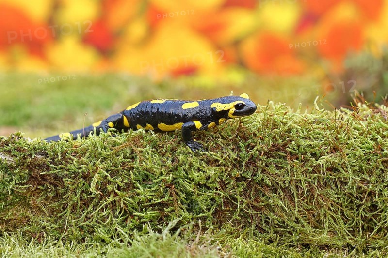 Fire salamander (Salamandra salamandra), running over moss in autumn forest, Indian summer, wildlife, North Rhine-Westphalia, Germany, Europe