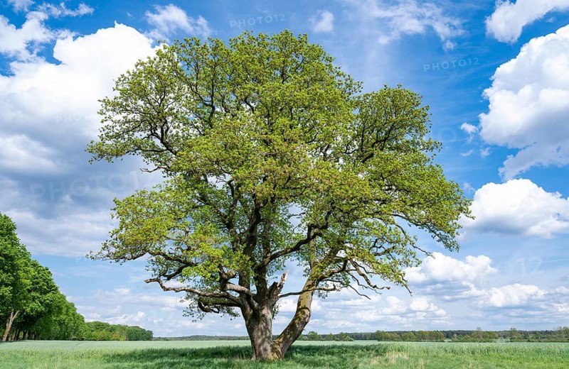 English oak (Quercus robur), solitary standing in a meadow, blue sky and white clouds, Lower Saxony, Germany, Europe