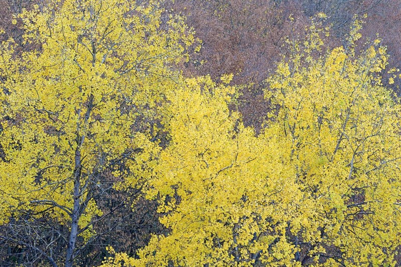 Deciduous trees, quaking aspen (Populus tremula) with autumn leaves, Eastern Eifel, Rhineland-Palatinate, Germany, Europe