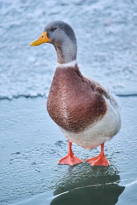 Domestic duck (Anas platyrhynchos domesticus), standing on a frozen lake, Wildpark Aurach Kitzbühel, Tirol, Austria, Europe