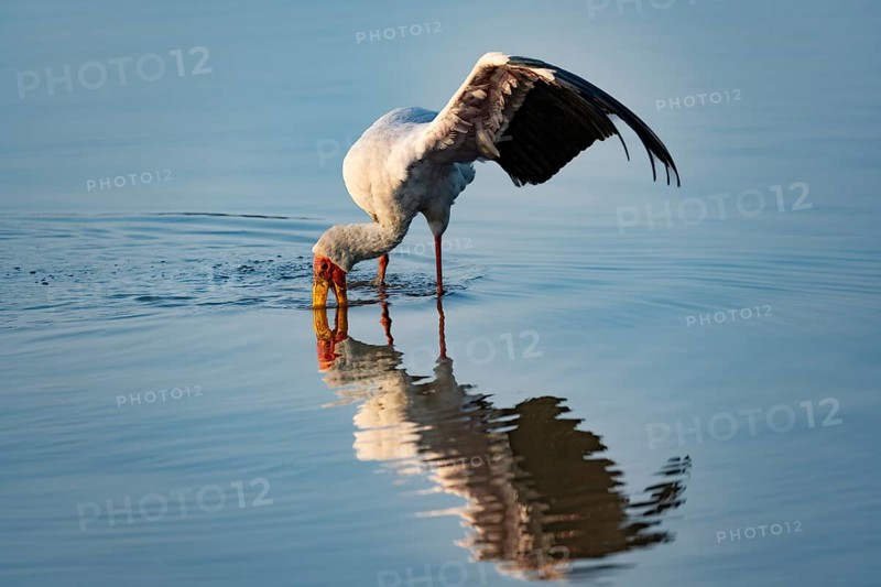 Yellow-billed Stork (Mycteria ibis) in water, fishing, Kruger National Park, South Africa, Africa