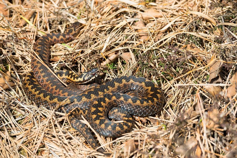 Two wild common european vipers (Vipera berus), brown, adult animals, females, lying and cuddling well camouflaged in the sun between grass, autumn leaves and heather or common heather (Calluna vulgaris), one animal crawling away, Pietzmoor nature reserve, Lüneburg Heath, Lower Saxony, Germany, Europe