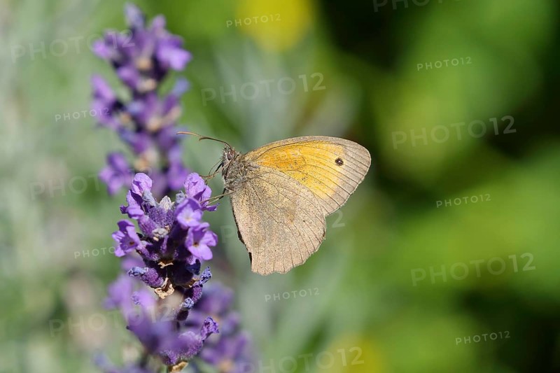 Meadow brown (Maniola jurtina), collecting nectar from a common lavender (Lavandula angustifolia) of true lavender, Wilden, North Rhine-Westphalia, Germany, Europe