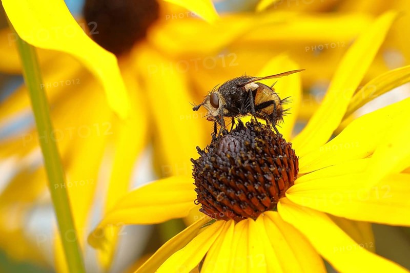 Hedgehog fly (Tachina fera), collecting nectar from a flower of yellow coneflower (Echinacea paradoxa), Wilden, North Rhine-Westphalia, Germany, Europe