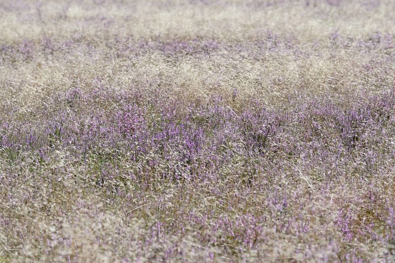 Heathland, Oberoher Heide, flowering common heather (Calluna Vulgaris) and true grasses (Poaceae), Südheide nature park Park, Lüneburg Heath, Lower Saxony, Germany, Europe