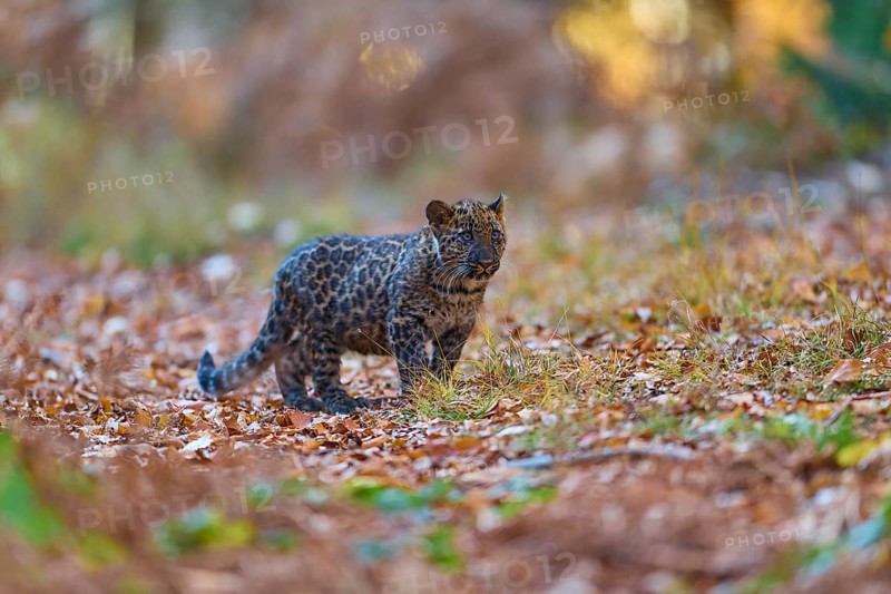 Indian leopard (Panthera pardus fusca), young animal in forest
