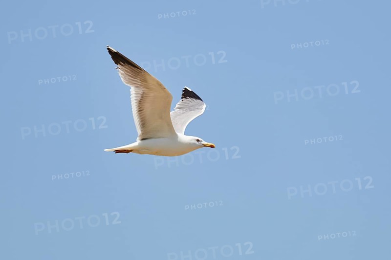 Yellow-legged gull (Larus michahellis) flying in the sky, ebro delta, Catalonia, Spain, Europe