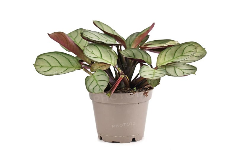 Small tropical 'Ctenanthe Burle Marxii Amagris' houseplant with dark green vein pattern isolated on white background